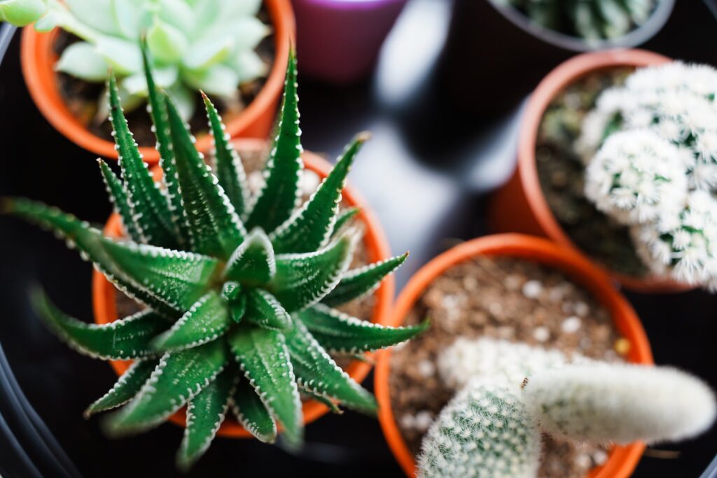 aloe vera - green and brown plant in brown clay pot