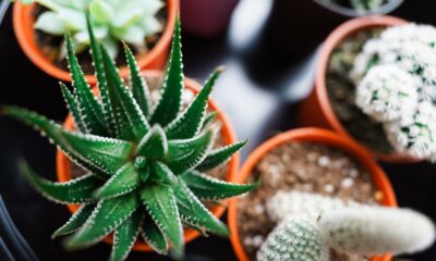 aloe vera - green and brown plant in brown clay pot