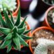 aloe vera - green and brown plant in brown clay pot