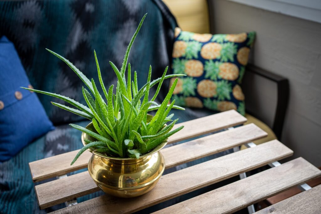 aloe vera - green plant in clear glass vase on brown wooden table