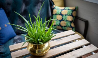 aloe vera - green plant in clear glass vase on brown wooden table