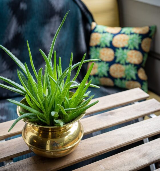 aloe vera - green plant in clear glass vase on brown wooden table