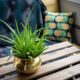 aloe vera - green plant in clear glass vase on brown wooden table