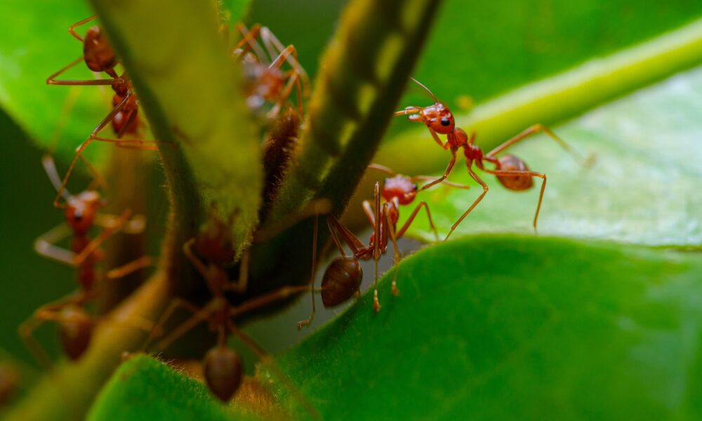 ants and aphids - a group of red ants standing on top of a green leaf