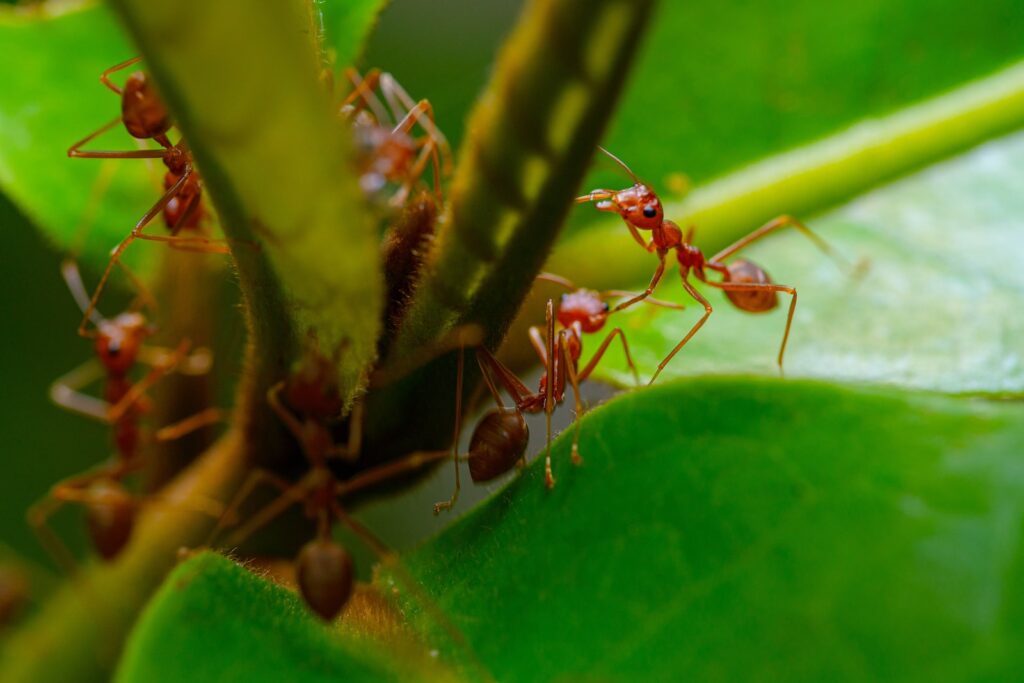 ants and aphids - a group of red ants standing on top of a green leaf