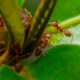 ants and aphids - a group of red ants standing on top of a green leaf