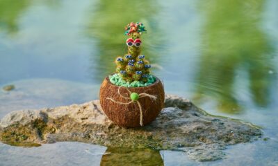 aquatic succulents - Brown Coconut Fruit on Rock