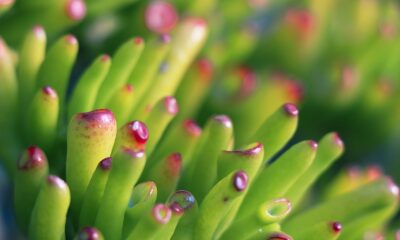 aquatic succulents - green plant in macro lens