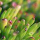 aquatic succulents - green plant in macro lens