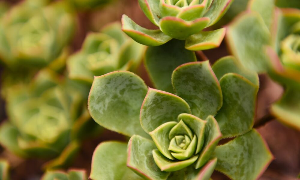 bacterial infections in succulents - pile of succulents