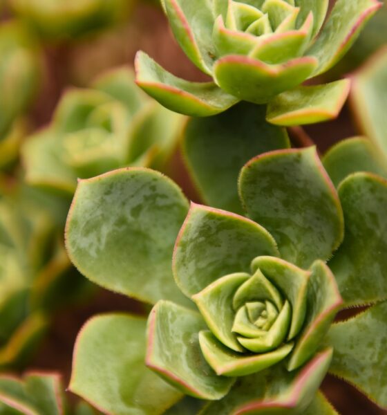 bacterial infections in succulents - pile of succulents