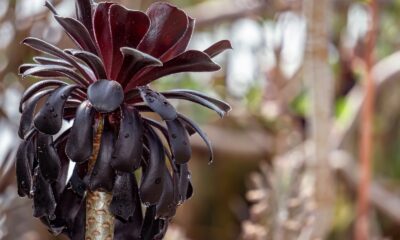 beauty of succulents - a close up of a flower on a plant