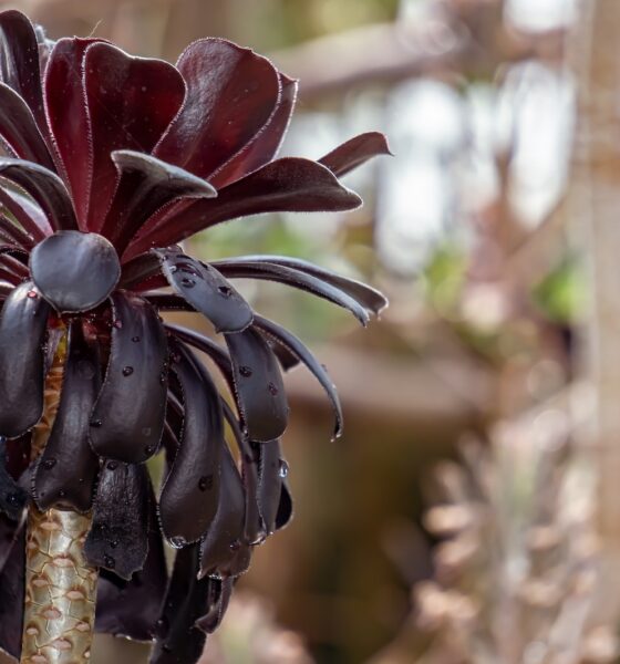 beauty of succulents - a close up of a flower on a plant