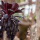 beauty of succulents - a close up of a flower on a plant