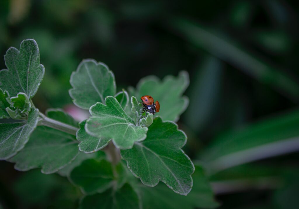 beneficial bugs for succulent health - a lady bug sitting on top of a green leaf