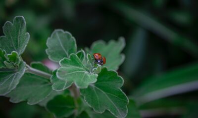 beneficial bugs for succulent health - a lady bug sitting on top of a green leaf