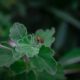 beneficial bugs for succulent health - a lady bug sitting on top of a green leaf