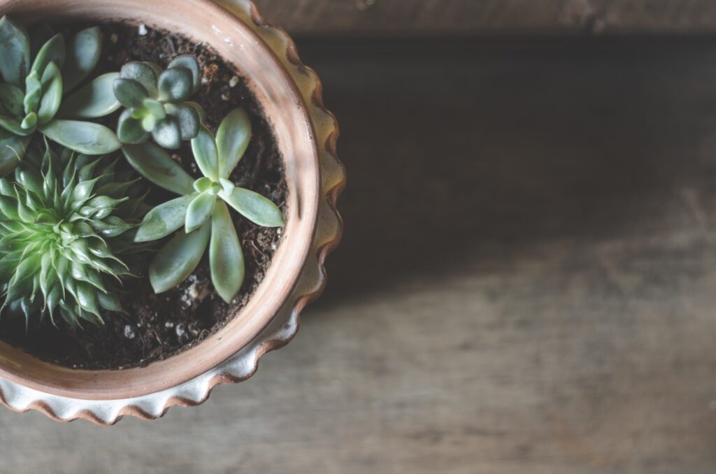 benefits of succulents - succulent plants in clay pot