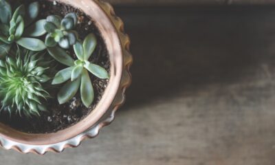 benefits of succulents - succulent plants in clay pot