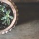 benefits of succulents - succulent plants in clay pot