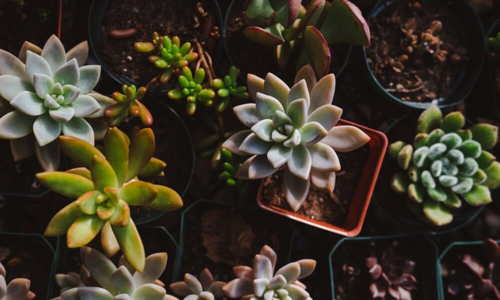 black stem rot in succulents - a bunch of plants that are in some pots