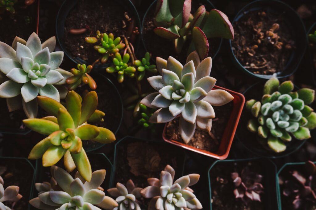 black stem rot in succulents - a bunch of plants that are in some pots