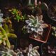 black stem rot in succulents - a bunch of plants that are in some pots