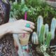 cacti cloning - person holding disposable cup in front of cactus plants