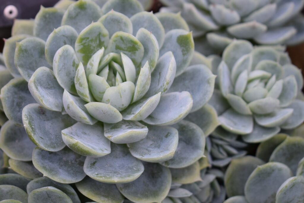 cold-hardy succulents - green succulent plant in close up photography