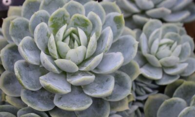 cold-hardy succulents - green succulent plant in close up photography