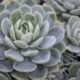 cold-hardy succulents - green succulent plant in close up photography