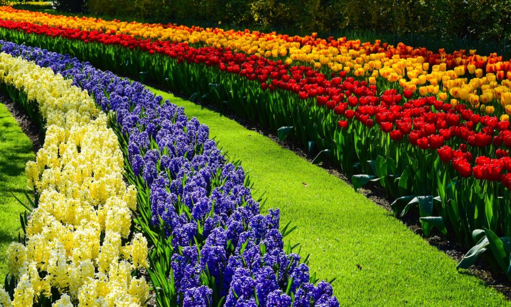 color palettes in gardening - a garden of colorful flowers