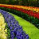 color palettes in gardening - a garden of colorful flowers