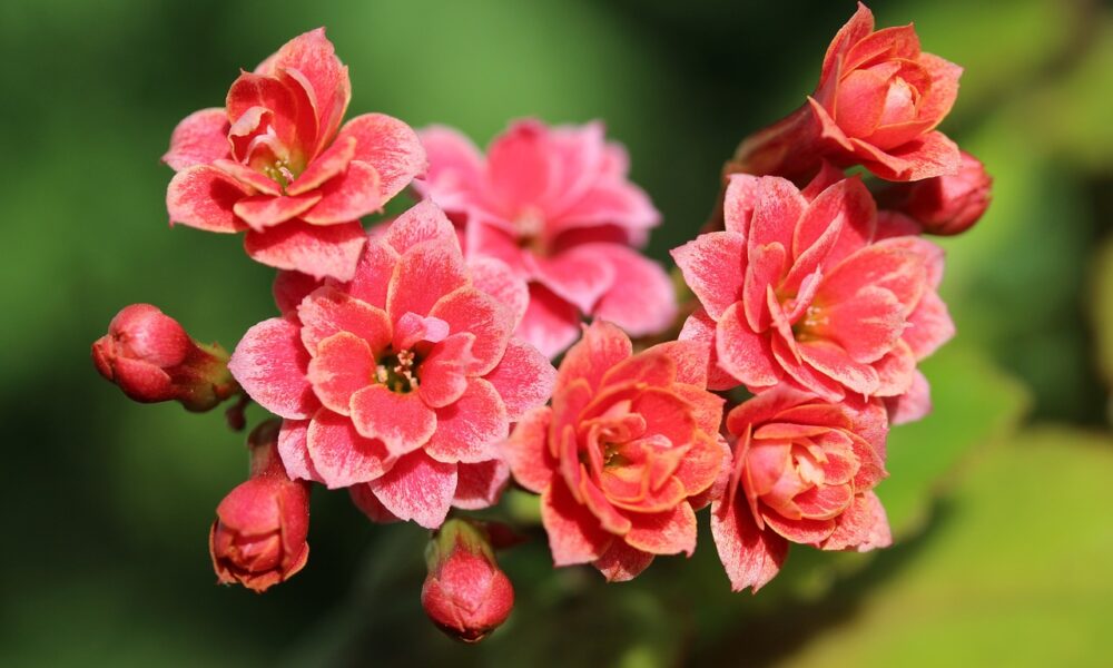 kalanchoe, succulent, flowers, colorful succulents