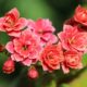 kalanchoe, succulent, flowers, colorful succulents