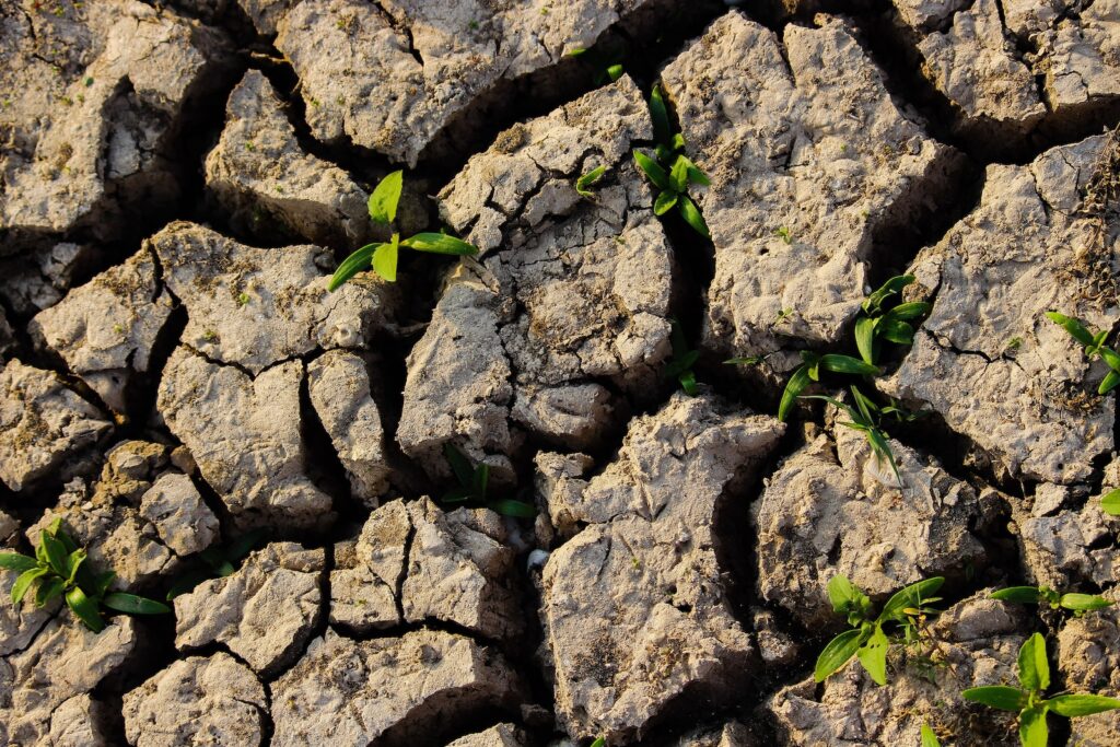 compacted soil - green leafed plant between soil