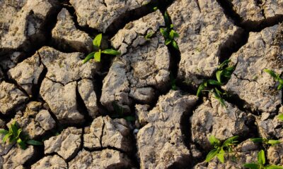 compacted soil - green leafed plant between soil