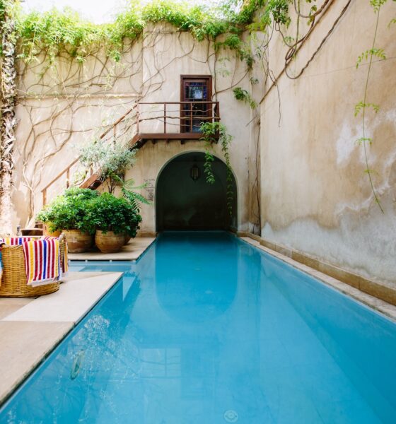 decorative succulents - swimming pool photo during daytime