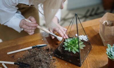 diy soil for thriving succulents - Person Holding White Chopsticks and Green Vegetable on Brown Wooden Chopping Board