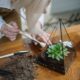 diy soil for thriving succulents - Person Holding White Chopsticks and Green Vegetable on Brown Wooden Chopping Board