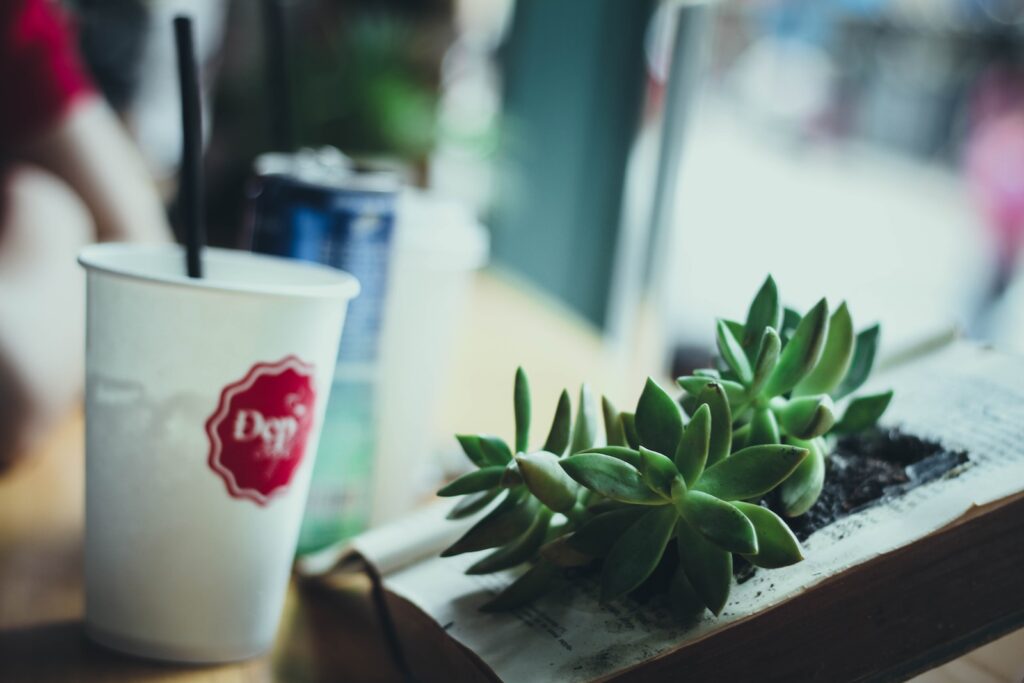 drowning your succulent - tilt shift photography of white cup near green indoor plant