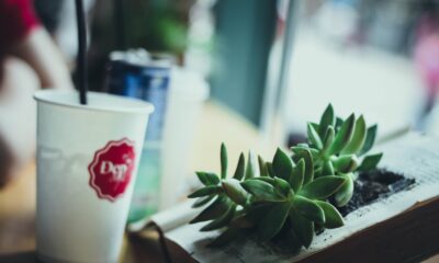 drowning your succulent - tilt shift photography of white cup near green indoor plant