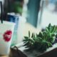 drowning your succulent - tilt shift photography of white cup near green indoor plant