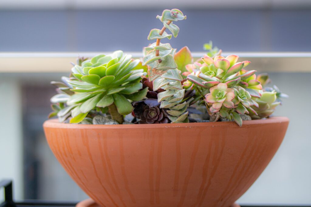 easiest succulents to propagate - a potted plant sitting on top of a table