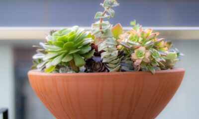 easiest succulents to propagate - a potted plant sitting on top of a table