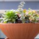 easiest succulents to propagate - a potted plant sitting on top of a table