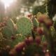 edible succulents - a green and white butterfly on a plant