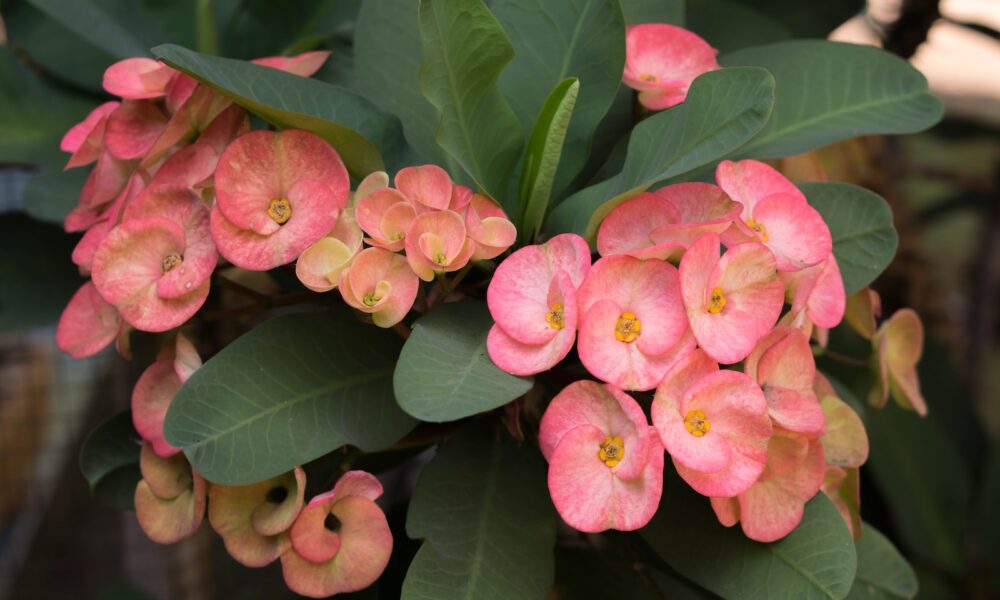 euphorbia - a close up of some flowers