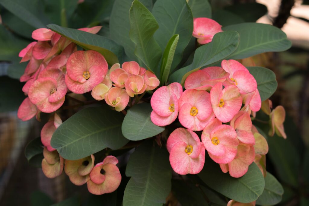 euphorbia - a close up of some flowers