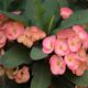 euphorbia - a close up of some flowers